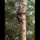 Diese Aufstiegshilfe zum Ernten von Kokosnüssen kannten wir noch nicht